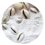 Moroccan Cypraea Shell Powder