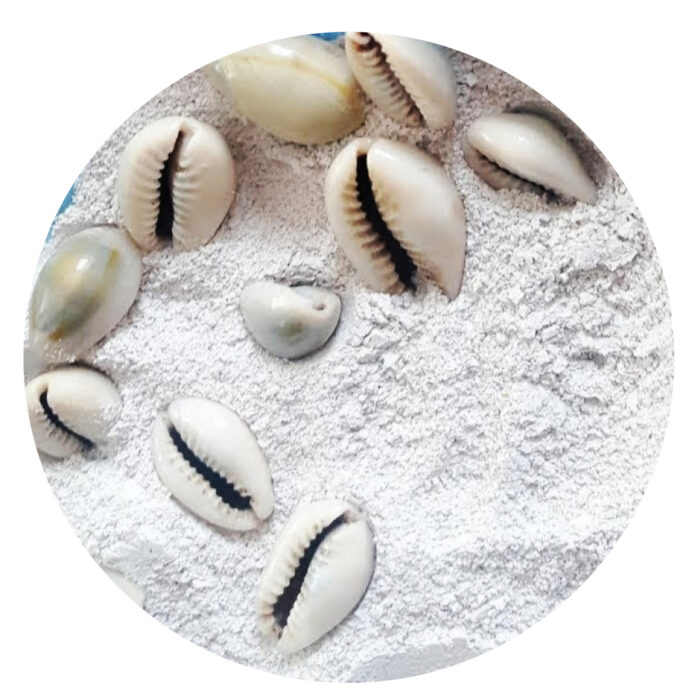 Moroccan Cypraea Shell Powder