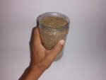 Graines de Khella Marocaine Ammi Visnaga Herbes Naturelles 50g-800g - بذور الخلة – Image 3