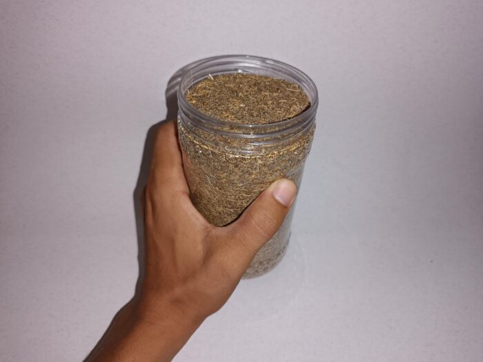 Graines de Khella Marocaine Ammi Visnaga Herbes Naturelles 50g-800g - بذور الخلة – Image 3