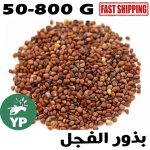 Organic Moroccan Radish Seeds with Arabic text بذور الفجل