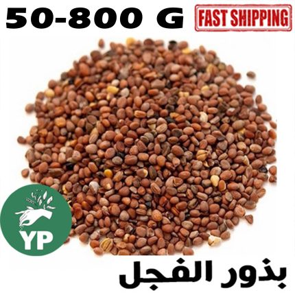 Organic Moroccan Radish Seeds with Arabic text بذور الفجل