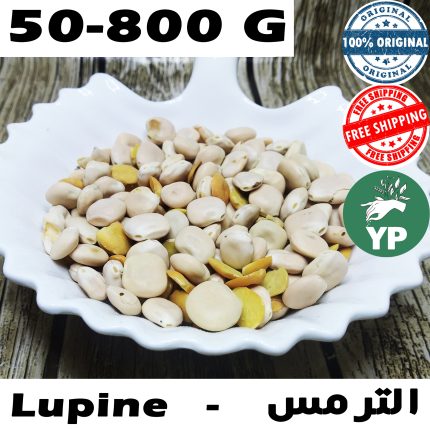 Premium Moroccan Lupine (عشبة الترمس) - Traditional Natural Herb in 50g-800g