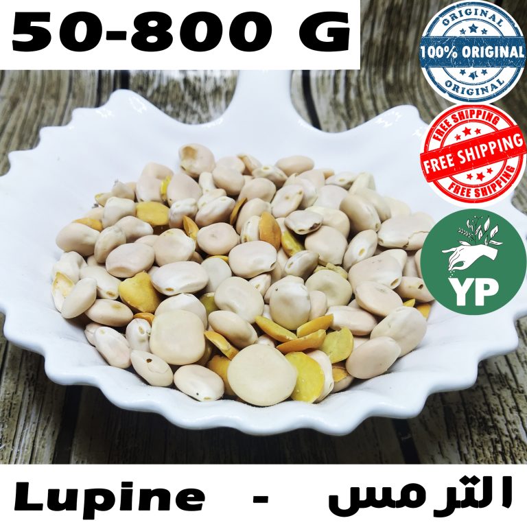 Premium Moroccan Lupine (عشبة الترمس) - Traditional Natural Herb in 50g-800g