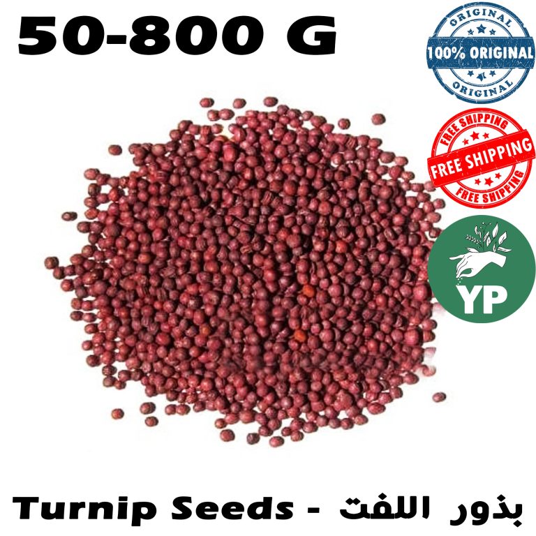 Premium Moroccan Turnip Seeds (بذور اللفت) - Traditional Natural Seeds in 50g-800g