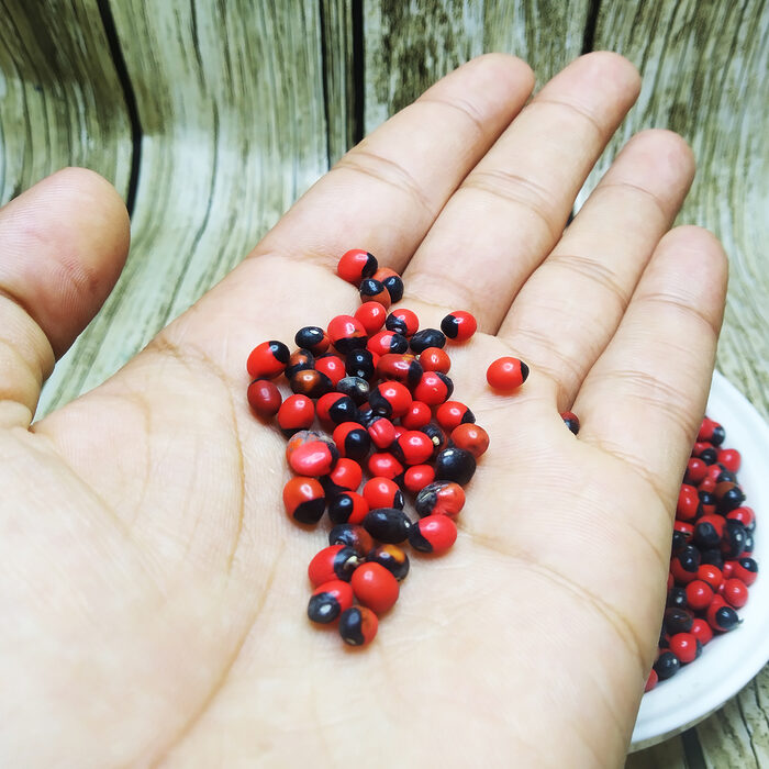 A pile of vivid red and black Abrus Precatorius seeds known as Chirmi Ratti Gunja lucky beads scattered on a white background showing their characteristic two-toned glossy surface - Gallery 1