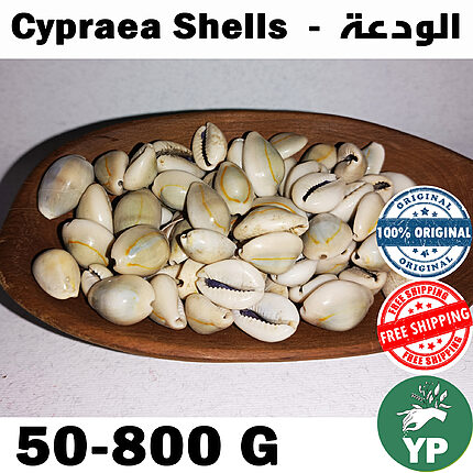 Pile of white Moroccan Cypraea shells wadaa on a neutral background
