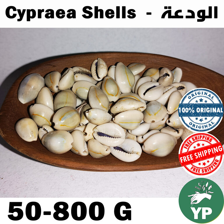 Pile of white Moroccan Cypraea shells wadaa on a neutral background