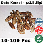 Pile of whole dried brown Moroccan date kernels on a white background, showing natural elongated seed shapes