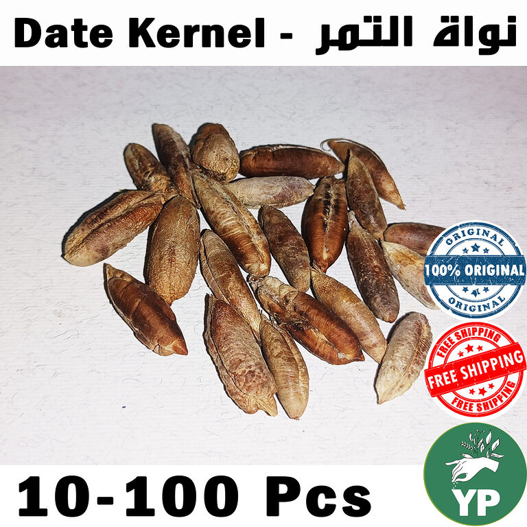 Pile of whole dried brown Moroccan date kernels on a white background, showing natural elongated seed shapes