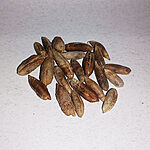 Pile of whole dried brown Moroccan date kernels on a white background, showing natural elongated seed shapes - Variation