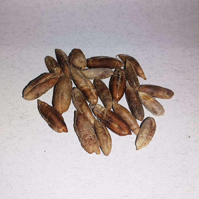 Pile of whole dried brown Moroccan date kernels on a white background, showing natural elongated seed shapes - Variation