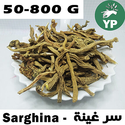Dried golden-brown Sarghina root pieces piled on a white scalloped ceramic plate on a light background